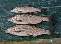 Image of Squalius svallize 