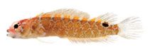 Image of Starksia atlantica (Smooth-eye blenny)