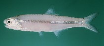 Image of Stolephorus commersonnii (Commerson\