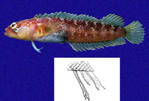 Image of Starksia galapagensis (Galapagos blenny)