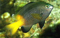Image of Plectroglyphidodon insularis (Island gregory)
