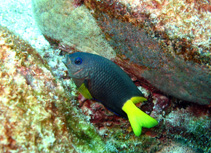 Image of Stegastes lubbocki (Lubbock\