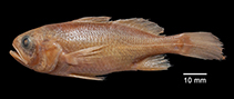 tn_Stmus_u0.jpg