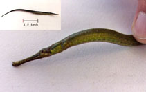 Image of Syngnathus floridae (Dusky pipefish)