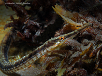 Image of Syngnathus louisianae (Chain pipefish)