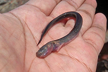 Image of Taenioides jacksoni (Bearded eelgoby)