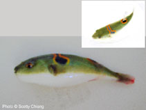 Image of Takifugu ocellatus 