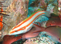 Image of Thalassoma ascensionis (Greenfish)