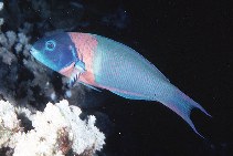 Image of Thalassoma duperrey (Saddle wrasse)