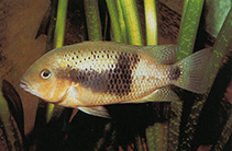 Image of Chuco intermedium (Northern checkmark cichlid)