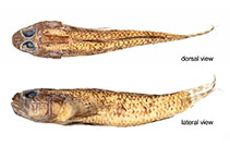 Image of Thorogobius laureatus (Laurelled goby)