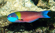 Image of Thalassoma lucasanum (Cortez rainbow wrasse)