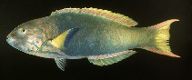 Image of Thalassoma lutescens (Green moon wrasse)