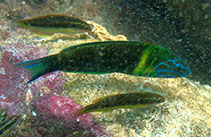 tn_Thnew_m1.jpg