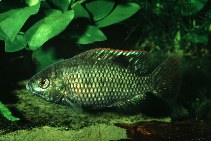 Image of Tilapia sparrmanii (Banded tilapia)