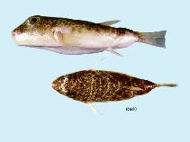 Image of Torquigener whitleyi (Whitley\