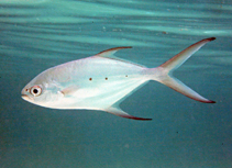 Image of Trachinotus baillonii (Small spotted dart)
