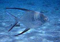 Image of Trachinotus goodei (Great pompano)