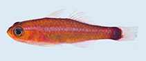Image of Trimma hollemani (Holleman\
