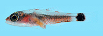 Image of Trimma hollemani (Holleman\
