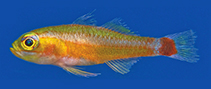 Image of Trimma hollemani (Holleman\