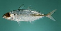 Image of Trachurus indicus (Arabian scad)
