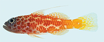 tn_Trlan_m0.jpg