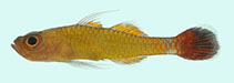 Image of Trimma randalli (Randall\