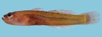 tn_Trsag_m1.jpg