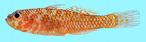 Image of Trimma ukkriti (Ukkrit\