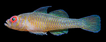 Image of Trimma wangunui (Wangunu\