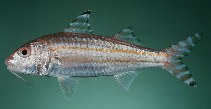 Image of Upeneus supravittatus (Longfin goatfish)