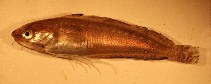 Image of Urophycis floridana (Southern codling)