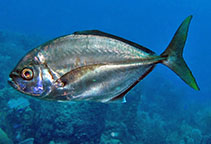 Image of Uraspis secunda (Cottonmouth jack)