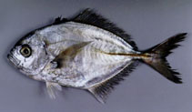 Image of Uraspis uraspis (Whitemouth jack)