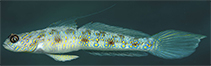 Image of Vanderhorstia dawnarnallae (Dawn\