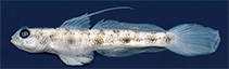 tn_Vadaw_m2.jpg