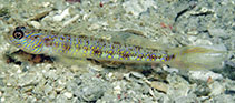 Image of Vanderhorstia dawnarnallae (Dawn\