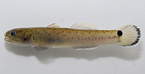 tn_Wumal_m0.jpg