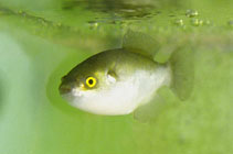 Image of Chonerhinos naritus 