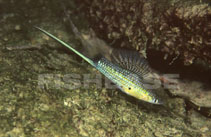 tn_Ximon_m0.jpg