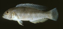 Image of Choerodon typus (Blue-banded wrasse)