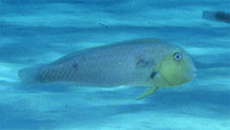 tn_Xymar_m1.jpg