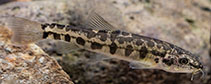 Image of Yunnanilus polylepis (Densely scaled Yunnan loach)