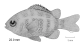 Abcon_j0.gif