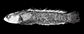 Anmas_m0.gif
