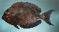 Acaur_u0.jpg