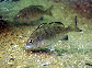 Acsch_j0.jpg
