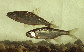 Albip_u0.jpg