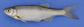 Alesc_u0.jpg